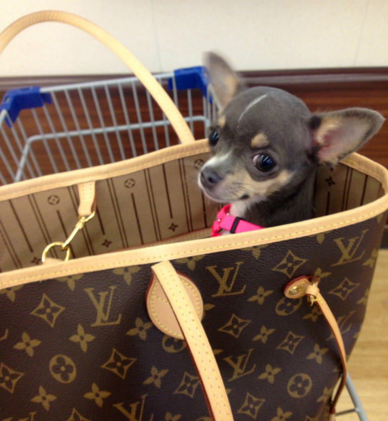 Lv On The Go Small Sized Dog