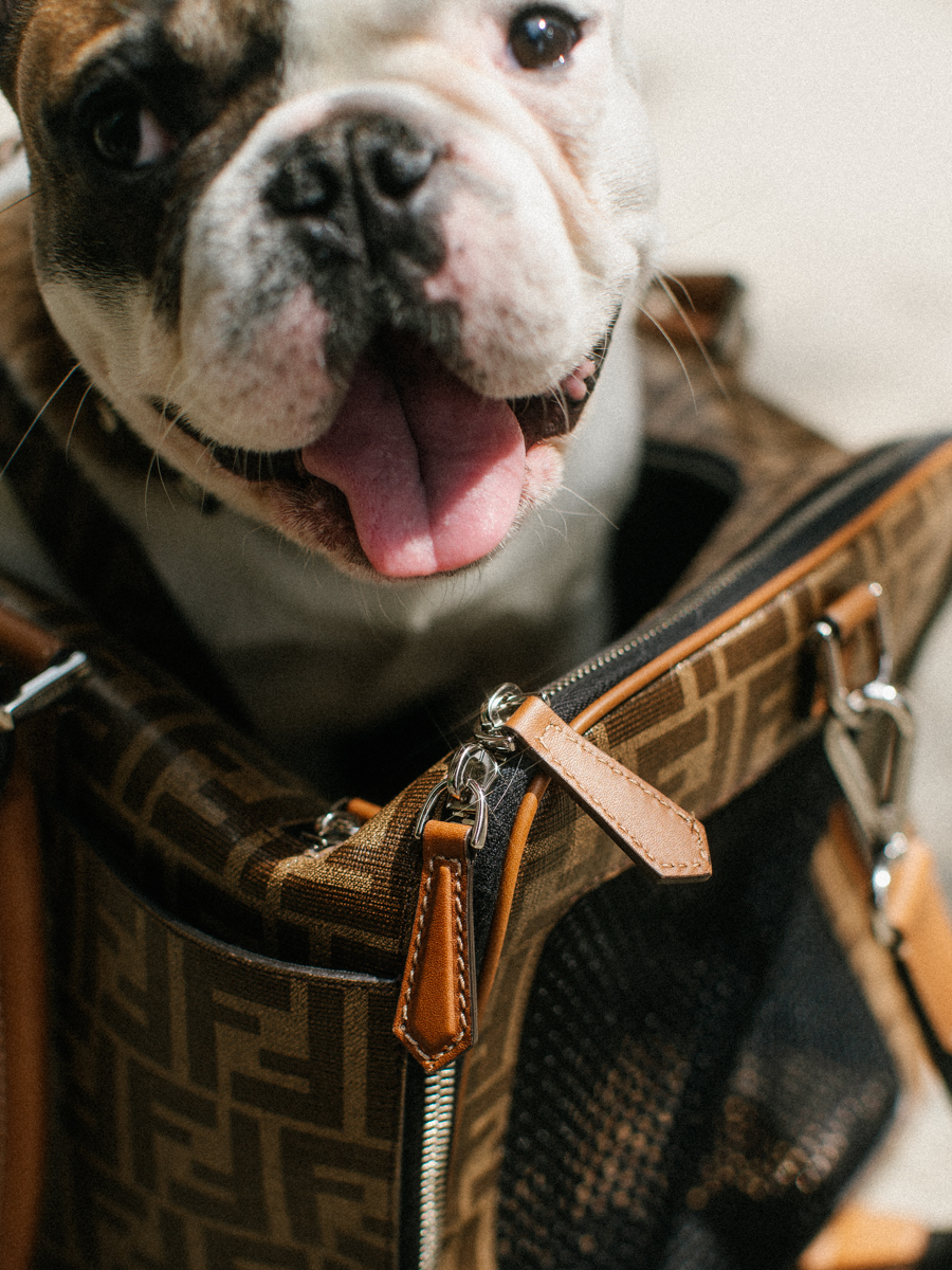 Louis Pup Monogram Bag & Leash | Paws Circle | Designer Dog Accessories