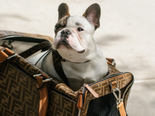 Louis Vuitton Monogram Canvas Sac Baxter PM Dog Carrier Bag Louis